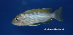 Cynotilapia Zebroides 'Jalo Reef'